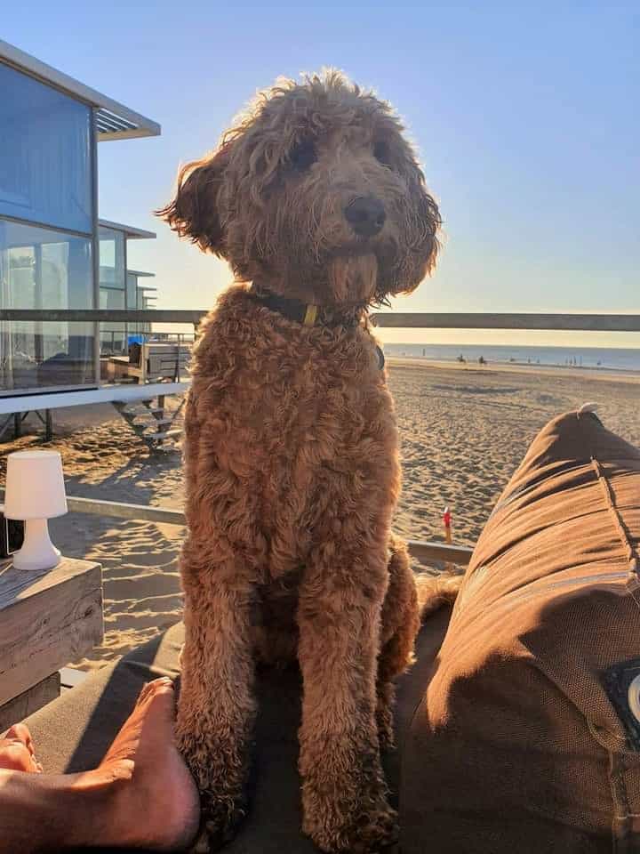 Strandhuisje Nieuwvliet met hond