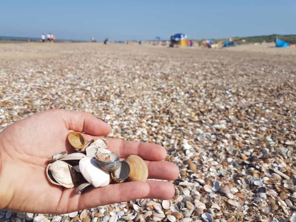Schelpen Cadzand-Bad